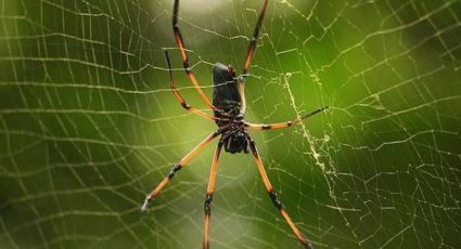 Diferencia entre tarántula y araña: una muerde y la otra pica | VIDEO