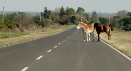 Un caballo es atropellado brutalmente en carretera a la Ciudad de México | VIDEO