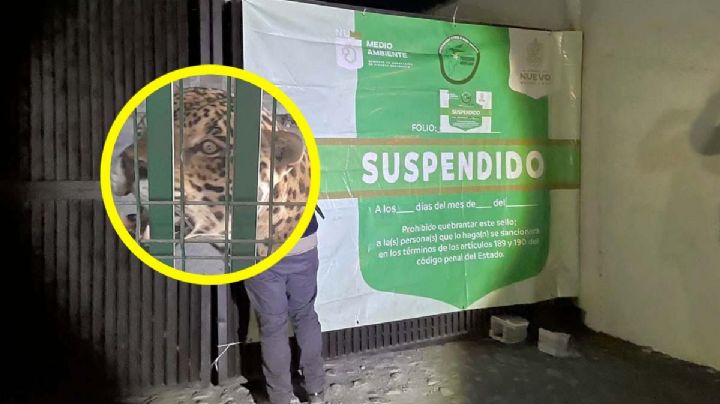 Quinta en Nuevo León: había animales exóticos en malas condiciones