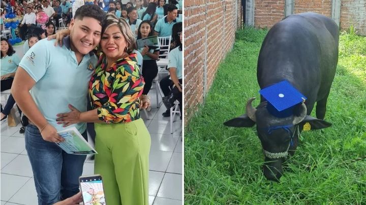 Joven recibe un búfalo como regalo de graduación y así reaccionó