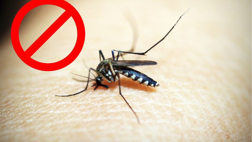 Aleja a los mosquitos de tu hogar con estos remedios naturales; olvídate de los insecticidas 
