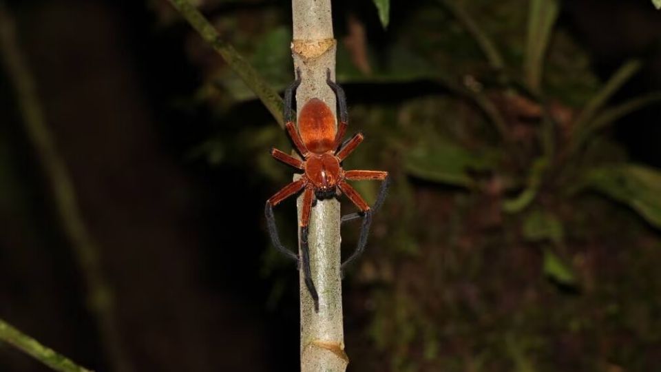 Así luce la araña cangrejo