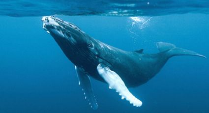 Tres ballenas jorobadas 'bailan' en casi perfecta sincronía | VIDEO