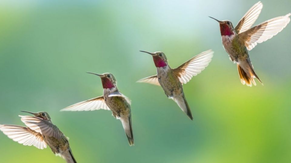 Colibríes