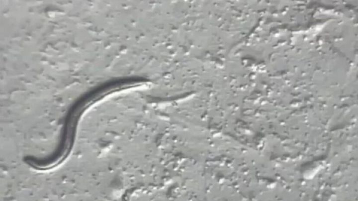Científicos reviven gusano congelado por alrededor de 46 mil años; esto se sabe