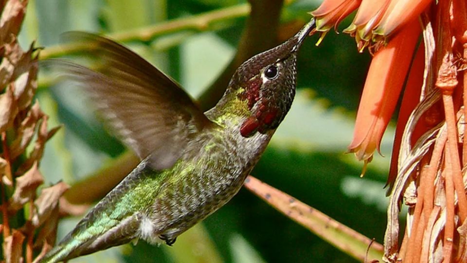 Colibrí