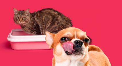 ¿A tu perro le encanta comerse las heces de los gatos? Acaba con ese problema