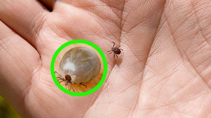 Aumentan muertes por Rickettsia en el norte del país; así se previene