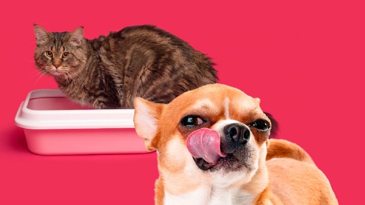 ¿A tu perro le encanta comerse las heces de los gatos? Acaba con ese problema