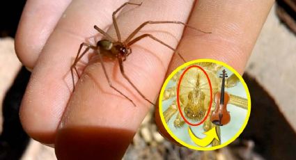 Araña violinista: estos son los síntomas de su picadura, detéctalos