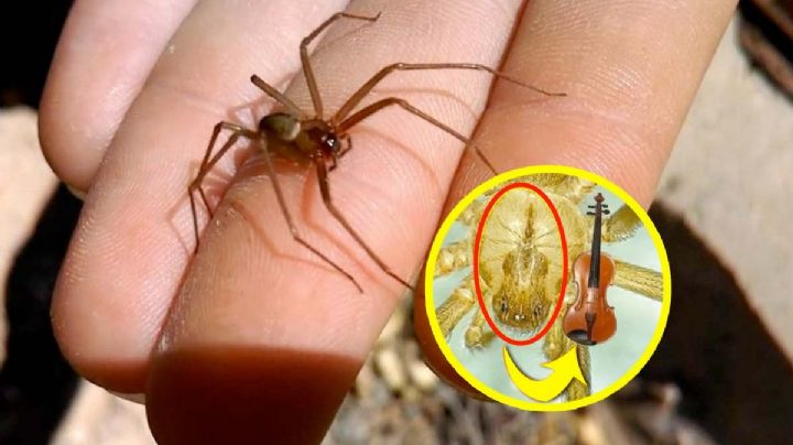 Araña violinista: estos son los síntomas de su picadura, detéctalos
