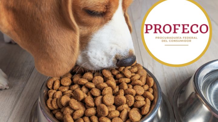 Profeco: Estas son las croquetas buenas y baratas para consentir a tu perro
