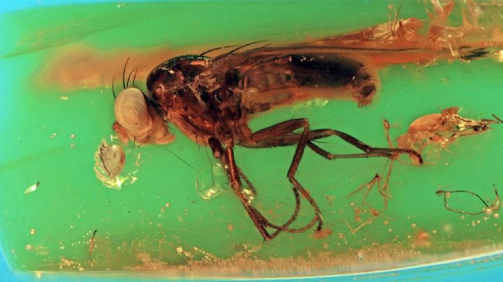 Mosca prehistórica de 34 millones de años es hallada intacta
