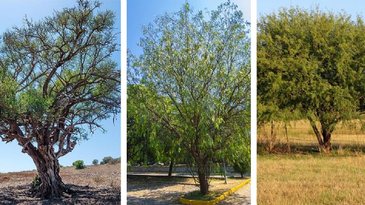 Los cinco mejores árboles que resisten las heladas y olas de calor del noreste de México