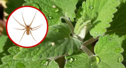 Araña violinista: estas plantas te ayudan a alejarla de tu hogar
