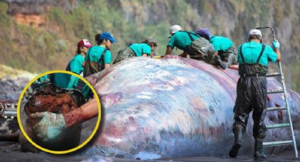 Encuentran valiosa piedra al interior de una ballena muerta y se vuelven millonarios | FOTOS