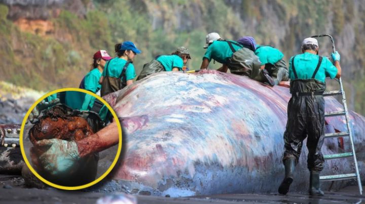 Encuentran valiosa piedra al interior de una ballena muerta y se vuelven millonarios | FOTOS