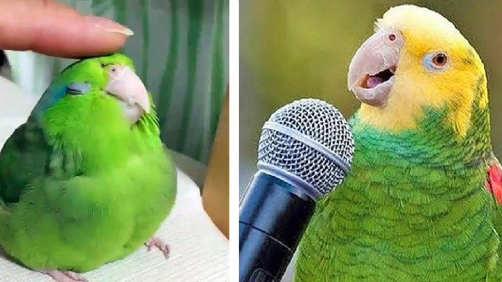 ¿Cómo enseñar a hablar a un perico?; esta es la mejor técnica y la más fácil