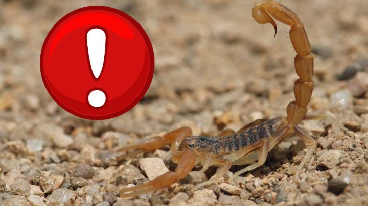 Alacranes: estos son los lugares donde se esconden en esta época de calor