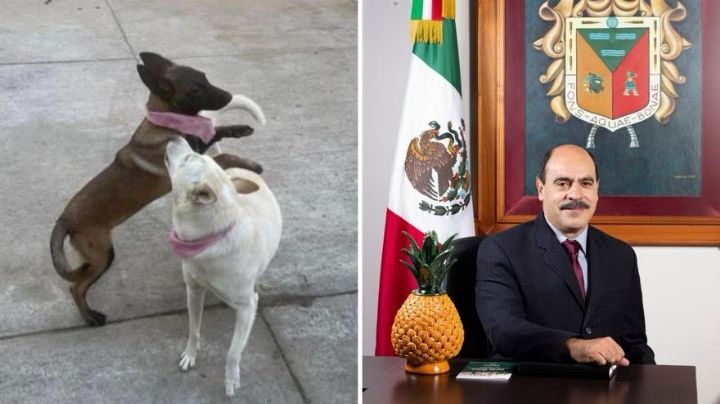 ‘Pueden morder a alguien’: alcalde mata a dos perritos en Michoacán