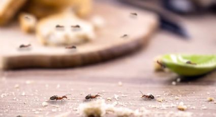 ¿Problemas con las hormigas?, estos consejos te ayudarán a erradicarlas de tu hogar