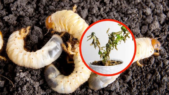 La 'gallina ciega'; por esta larva tus plantas podrían estar muriendo