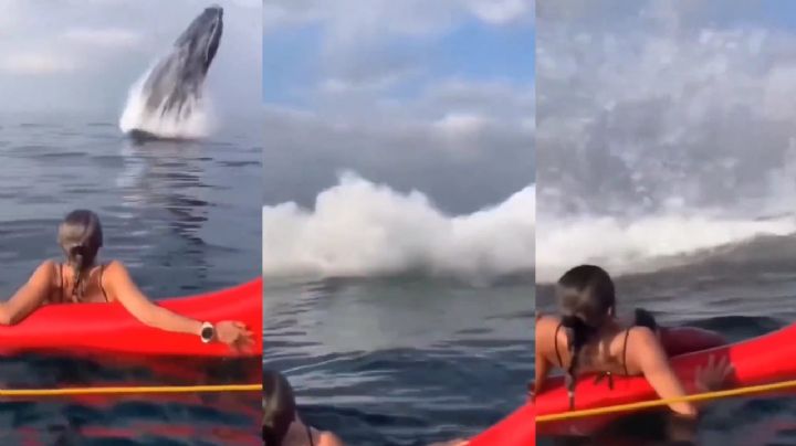 Ballena emerge del agua, asustando a una joven que disfrutaba del mar | VIDEO