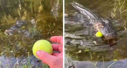 Lanzan pelota a caimán en laguna ¡y reacciona como perro! | VIDEO