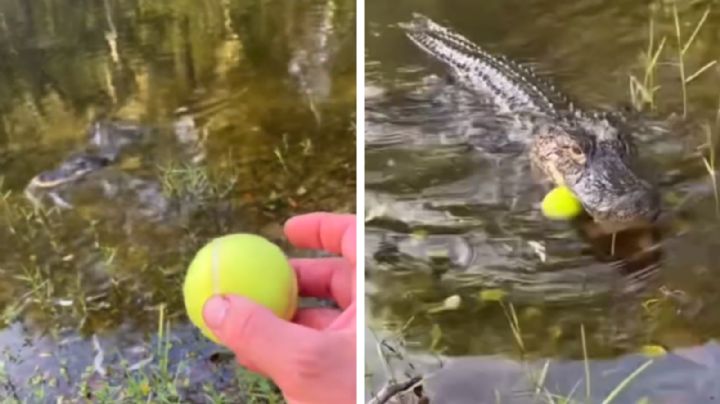 Lanzan pelota a caimán en laguna ¡y reacciona como perro! | VIDEO