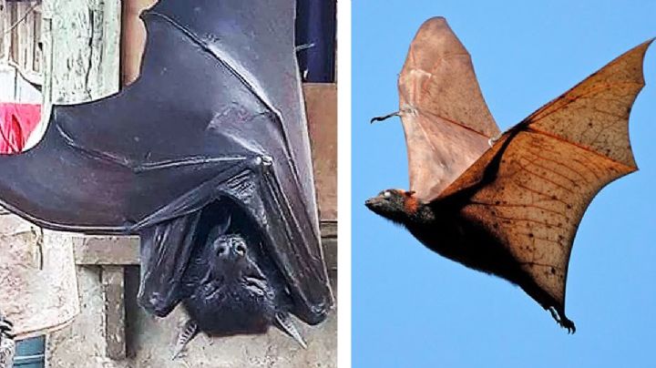 Murciélagos gigantes de miedo: les llaman "zorros voladores" | VIDEO