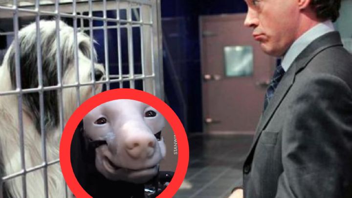 ¿Recuerdas la película 'Un papá con pocas pulgas? Así luce el perro utilizado por la producción