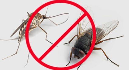 Aleja a las moscas y mosquitos con estos 5 remedios caseros muy efectivos