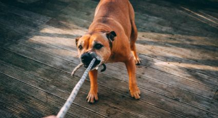 Ataque de perro deja malherida a mujer en Nuevo Laredo; la hospitalizan