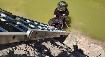 Perrita queda atrapada en canal de aguas negras en Los Aztecas; Protección Civil la rescata