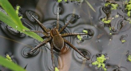 ¿Por qué las arañas pueden caminar en el agua? | VIDEO