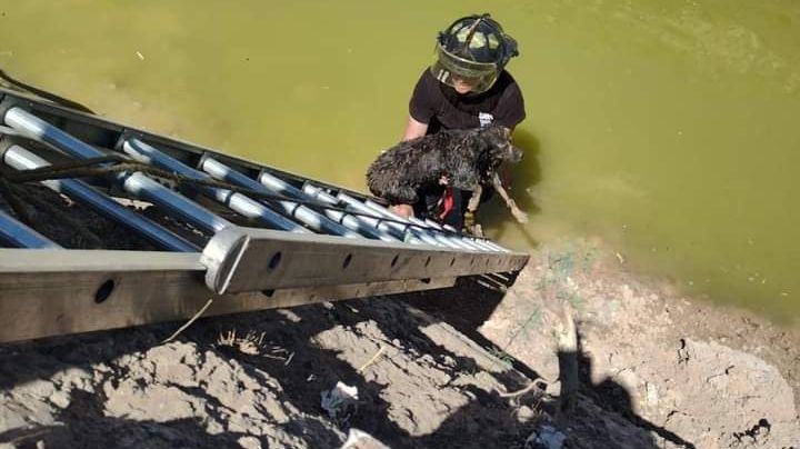 Perrita queda atrapada en canal de aguas negras en Los Aztecas; Protección Civil la rescata