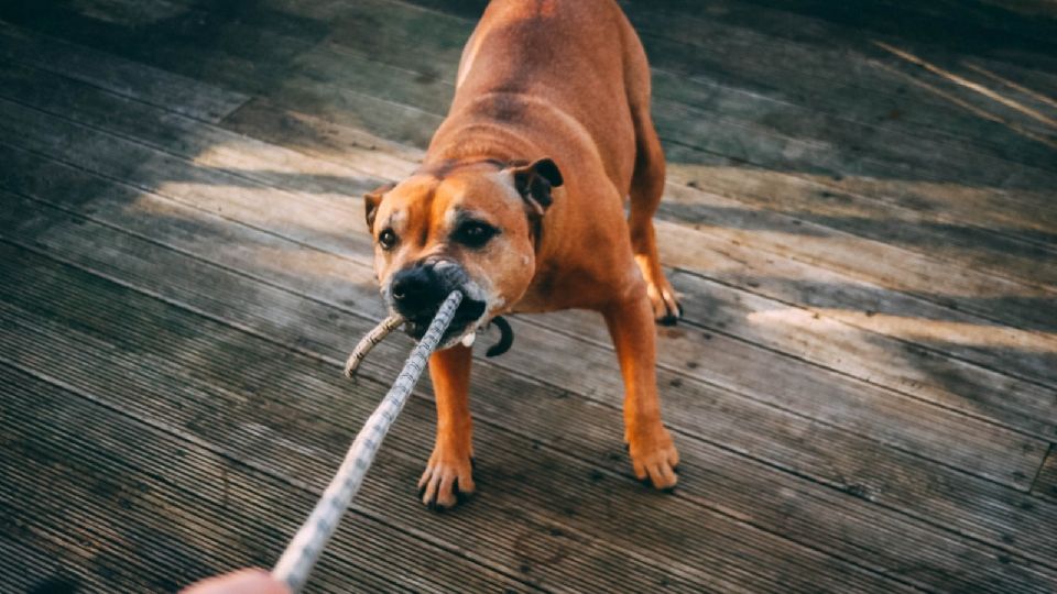 Una mujer sufrió el ataque de un perro