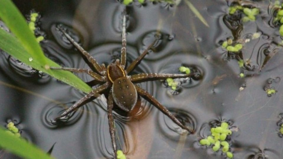 Araña sobre el agua