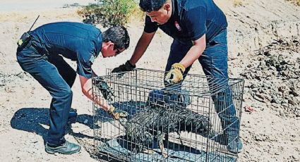 Rescatan a perrito que cayó a canal en colonia Los Aztecas