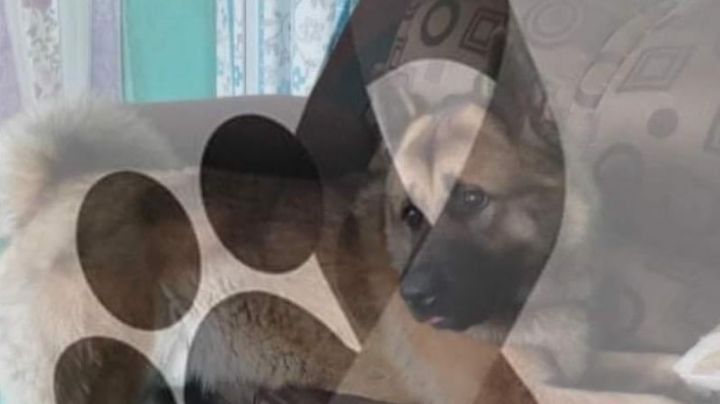 Grupo de vecinos amarra y golpea a perrito hasta la muerte | VIDEO