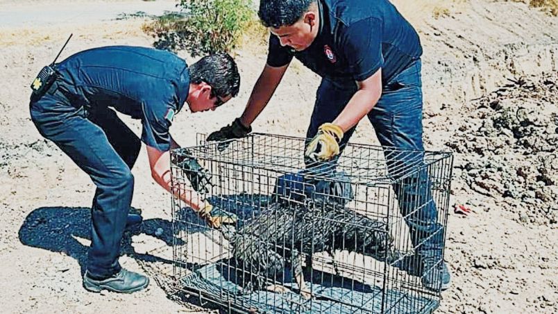 El animalito fue revisado para descartar lesiones