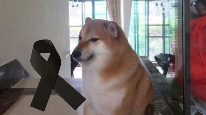 Cheems murió, la famosa perrita del meme de la 'amsiedad'