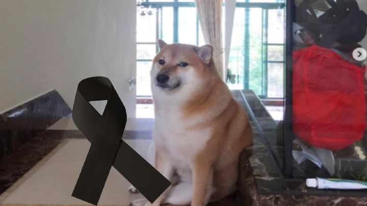 Así despide Twitter a Cheems, la famosa perrita de los memes