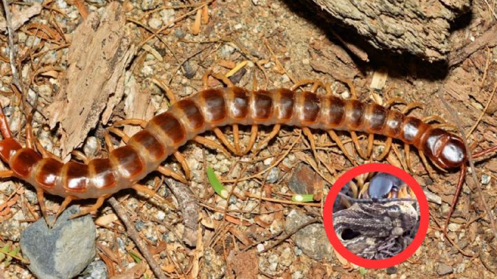 Ciempiés devora a víbora, el resultado es impresionante | VIDEO
