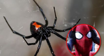 Niño se deja morder por araña viuda negra; quería convertirse en Spiderman