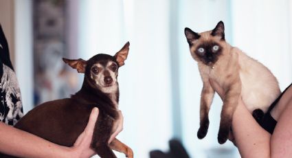 Ya hay esterilización gratuita para perros y gatos rescatados en Nuevo Laredo