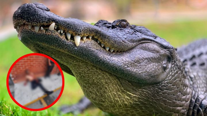 Conductor llega a comprar a tienda en Colima y cocodrilo lo mata