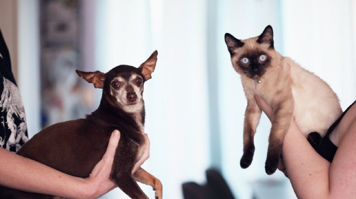 Ya hay esterilización gratuita para perros y gatos rescatados en Nuevo Laredo