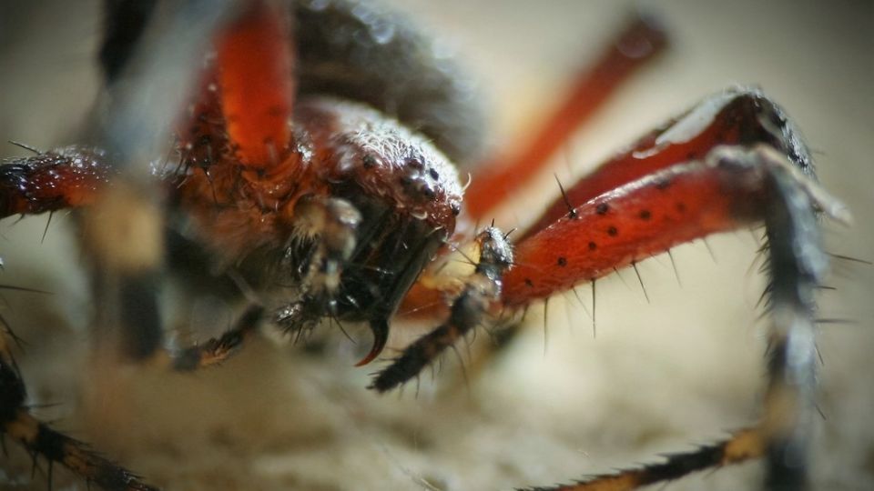 Araña manchada de jardín, Neoscona oaxacensis