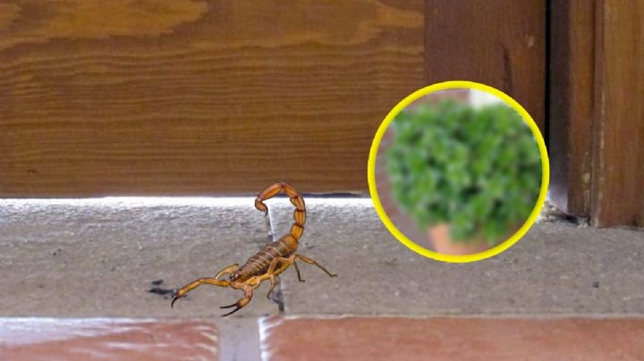 Esta planta aromatiza tu casa y aleja a los alacranes y varios insectos
